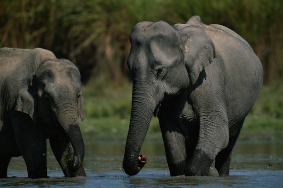 elephant-inset