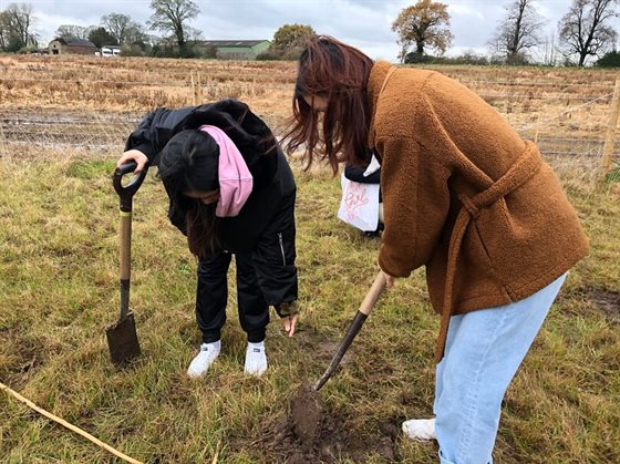 tree news (2)