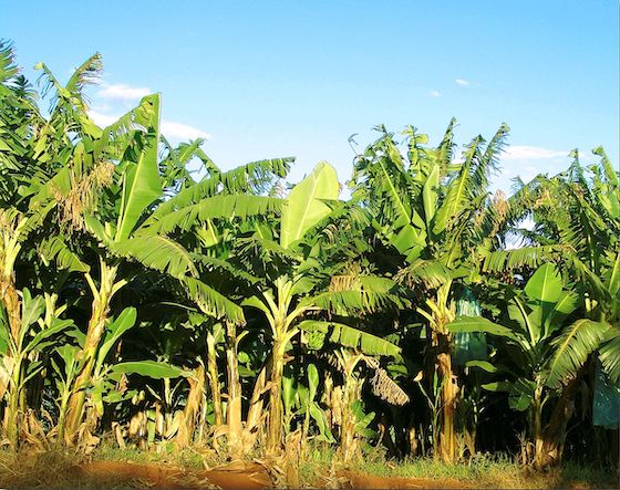 Bananal_Wikicommons